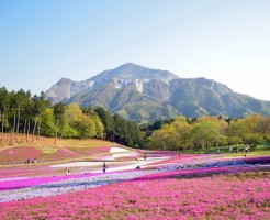 羊山公園芝桜の渋滞と混雑を避ける心構え