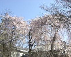 醍醐寺の桜の見ごろと、知っておきたい事
