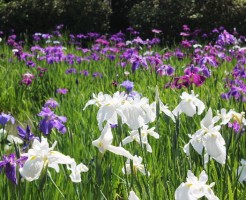 菖蒲の花言葉は?湯船に入れたくなる理由