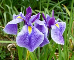 菖蒲とアヤメの違い、思わず話たくなる事実
