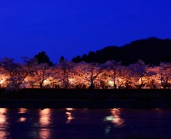 秋田、角館の開花予想と2つの名所の魅力