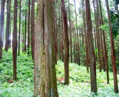 無花粉スギを反対する前に知りたい事