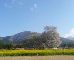 一心行の桜(阿蘇)の住所と注意点について