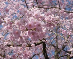 しだれ桜の花言葉、秘めた恋心や純粋さを表す