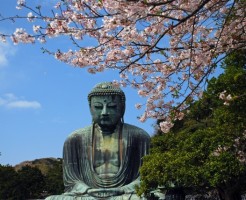 鎌倉の桜の開花情報は例年通り?主要名所