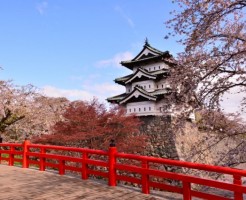 弘前城の桜、全種類と非常に希少な2本