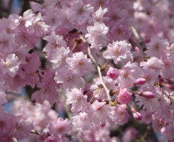 しだれ桜の名所【関東】「埼玉」「千葉」