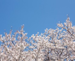 吉野山の桜の見ごろと、3万本に増えた理由