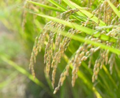 水田除草剤の種類と最近危惧されている問題