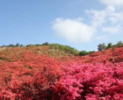 葛城山のツツジを登山に行く前に知るべき事