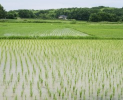 田植え踊り(岩手)の由来と目的、素晴らしさ