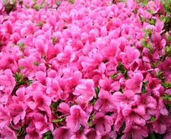 葛城山のツツジ開花時期と満喫する為の豆知識