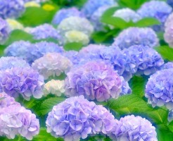あじさい祭り(岐阜)で絶対外せない9名所