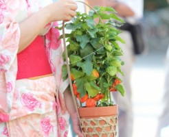 ほおずき市とは?由来と東京で人気の8名所