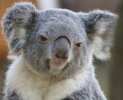 王子動物園の駐車場に関する情報と混雑回避方法