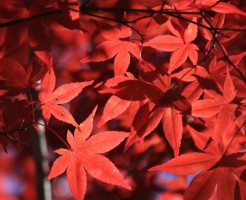 秋の味覚の「野菜」と「魚」知らないと損をする?