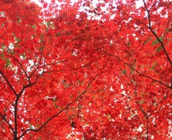 鎌倉の紅葉の時期と唯一ライトアップされる名所