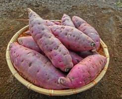 さつまいもの栄養と炭水化物による実害の真実
