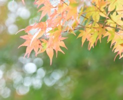 川越祭りはいつから?日程と時間の詳細と注意事項