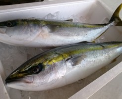 出世魚の種類一覧と関連する「ことわざ」
