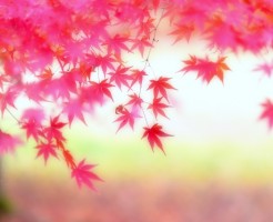 新宿御苑の紅葉の「見ごろ」混雑回避と注意点