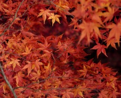 善光寺の紅葉、見逃せない時期と見ごろに関して