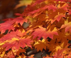 知恩院の紅葉ライトアップと見ごろ、混雑回避術