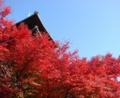 東寺「紅葉ライトアップ」の見ごろと混雑情報