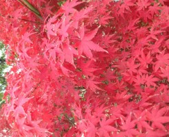 北野天満宮の紅葉ライトアップと見ごろに関して