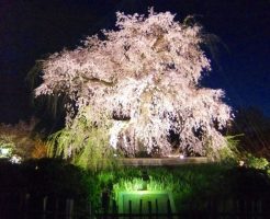京都の桜名所27選、関西最高クラスの名所はココ