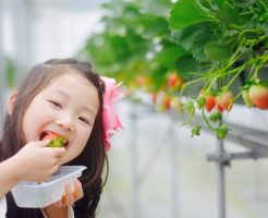 イチゴ 狩り「千葉で知る人ぞ知る最強の20園 」