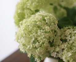 あじさいの花言葉って難しい?贈る前に知ろう