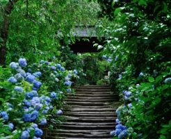 鎌倉のあじさい観光で絶対に外せない11寺院