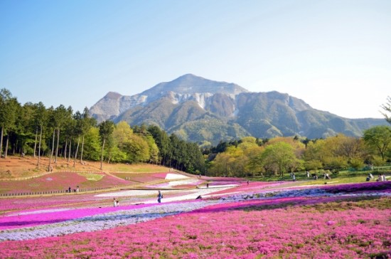 羊山公園芝桜の渋滞と混雑を避ける心構え
