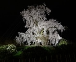 京都の夜桜「円山公園のかがり火と注意点」