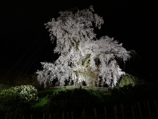京都の夜桜「円山公園のかがり火と注意点」