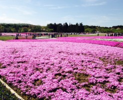 富士芝桜まつりの混雑を確実に回避する方法