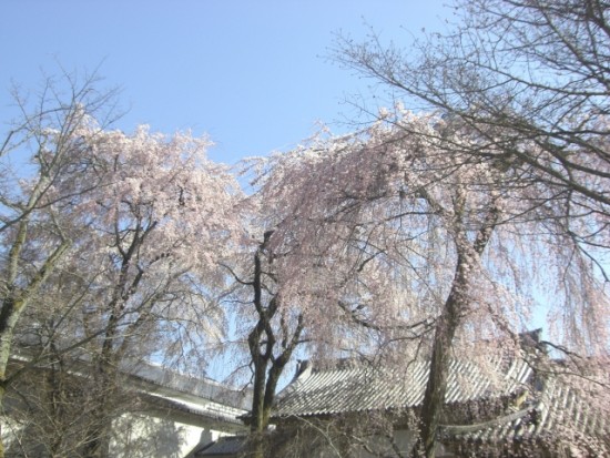 醍醐寺の桜の見ごろと、知っておきたい事