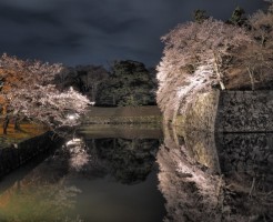 彦根城の桜の見頃と、期間中の注意点