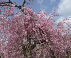 京都の桜の名所、原谷苑は他と何が違う？