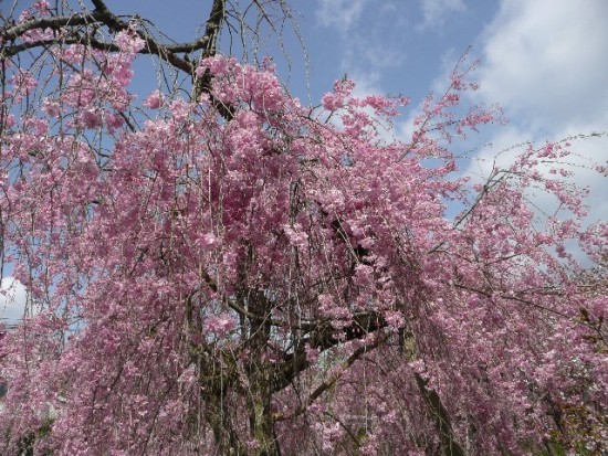 京都の桜の名所、原谷苑は他と何が違う？