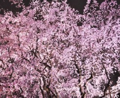 しだれ桜の名所、関東「東京で人気の場所」