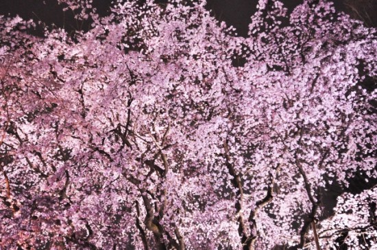 しだれ桜の名所 関東 東京で人気の場所 きせまめどっとこむ