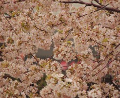 吉野山の桜と駐車場事情、観桜期の強烈さ