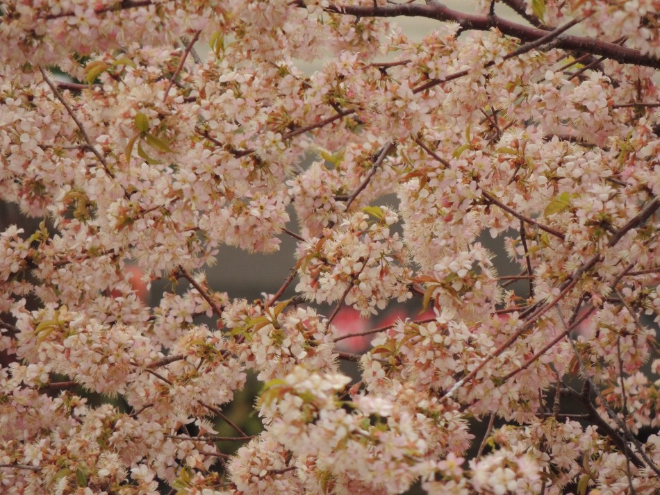 吉野山の桜と駐車場事情、観桜期の強烈さ