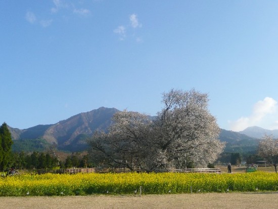 一心行の桜(阿蘇)の住所と注意点について