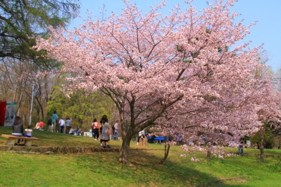 京都円山公園の枝垂れ桜を堪能する為に