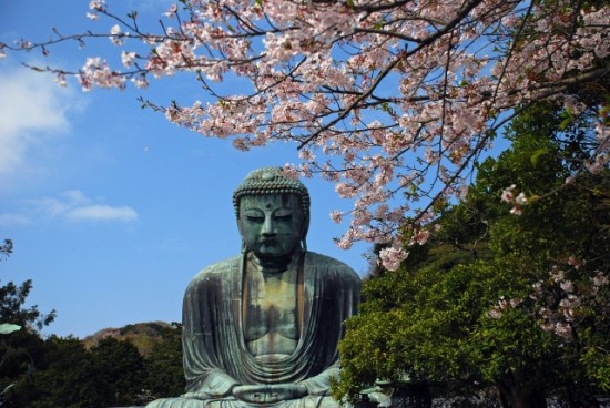 鎌倉の桜の開花情報は例年通り？主要名所