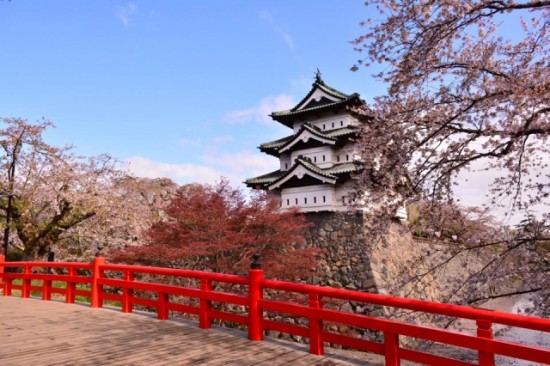 弘前城の桜、全種類と非常に希少な２本