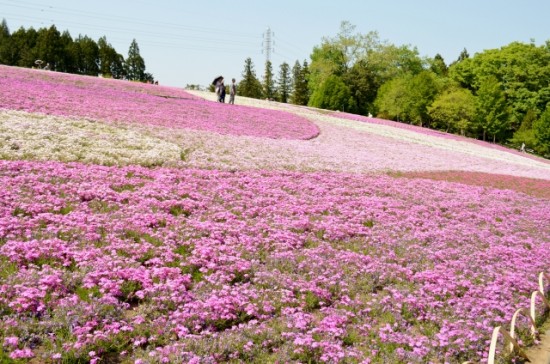 羊山公園「芝桜の丘」の開花と知りたい事